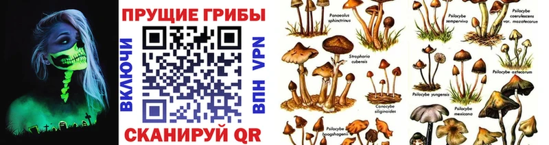 hydra tor  Кизилюрт  Псилоцибиновые грибы Cubensis 
