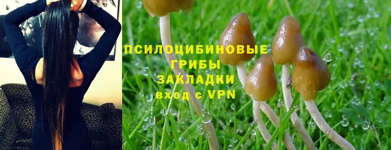 Псилоцибиновые грибы Cubensis  Кизилюрт 